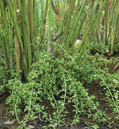 Cardamom_Plant