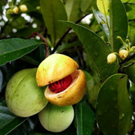 Nut Mace Plant